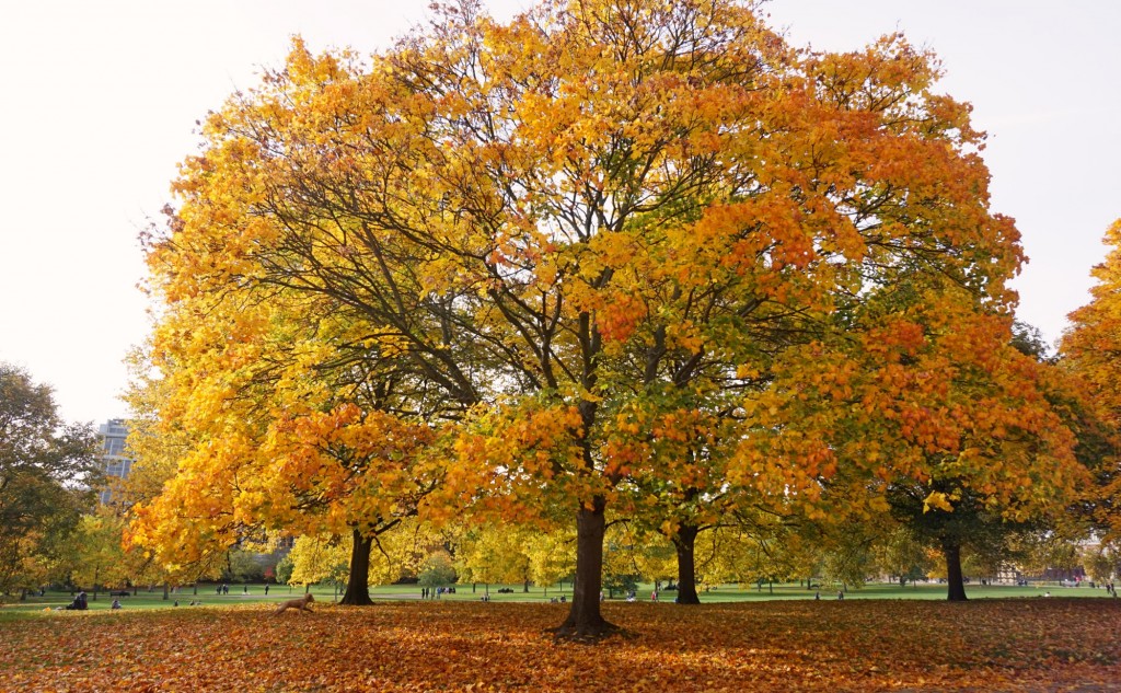 Balade-Automne-Hyde-Park-22