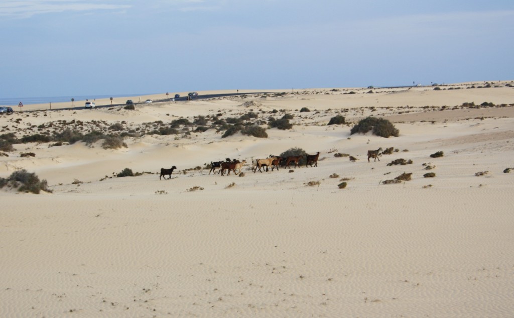 Noel-au-soleil-Fuerteventura-Dunes Chevres