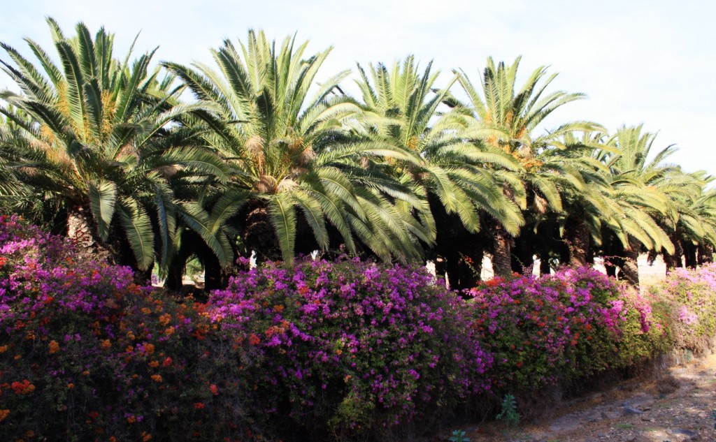 Noel-au-soleil-Fuerteventura-Pajara