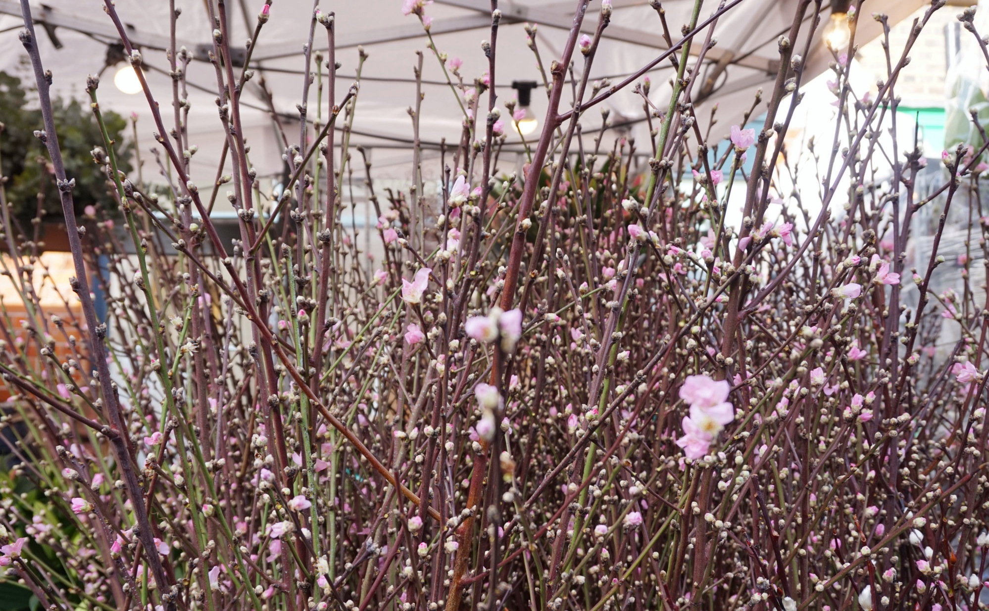 Balade-Columbia-Road-Flower-Market-13