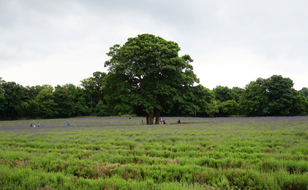 Mayfield-lavender-field-1