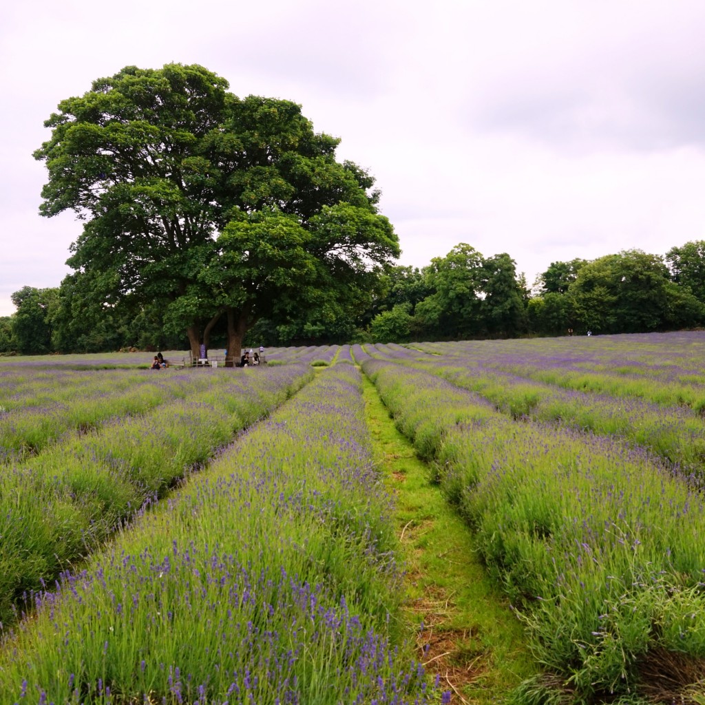 Mayfield-lavender-fields-3