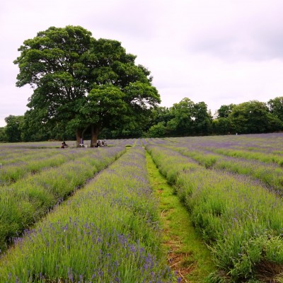 Mayfield-lavender-fields-3 Mayfield-lavender-fields-3