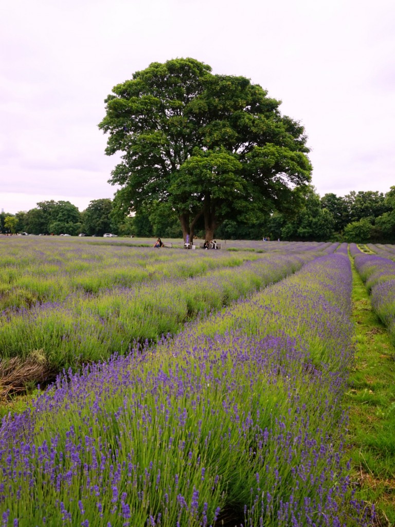 Mayfield-lavender-fields-4