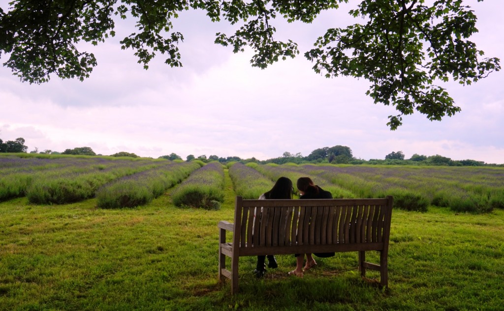 Mayfield lavender fiels 5