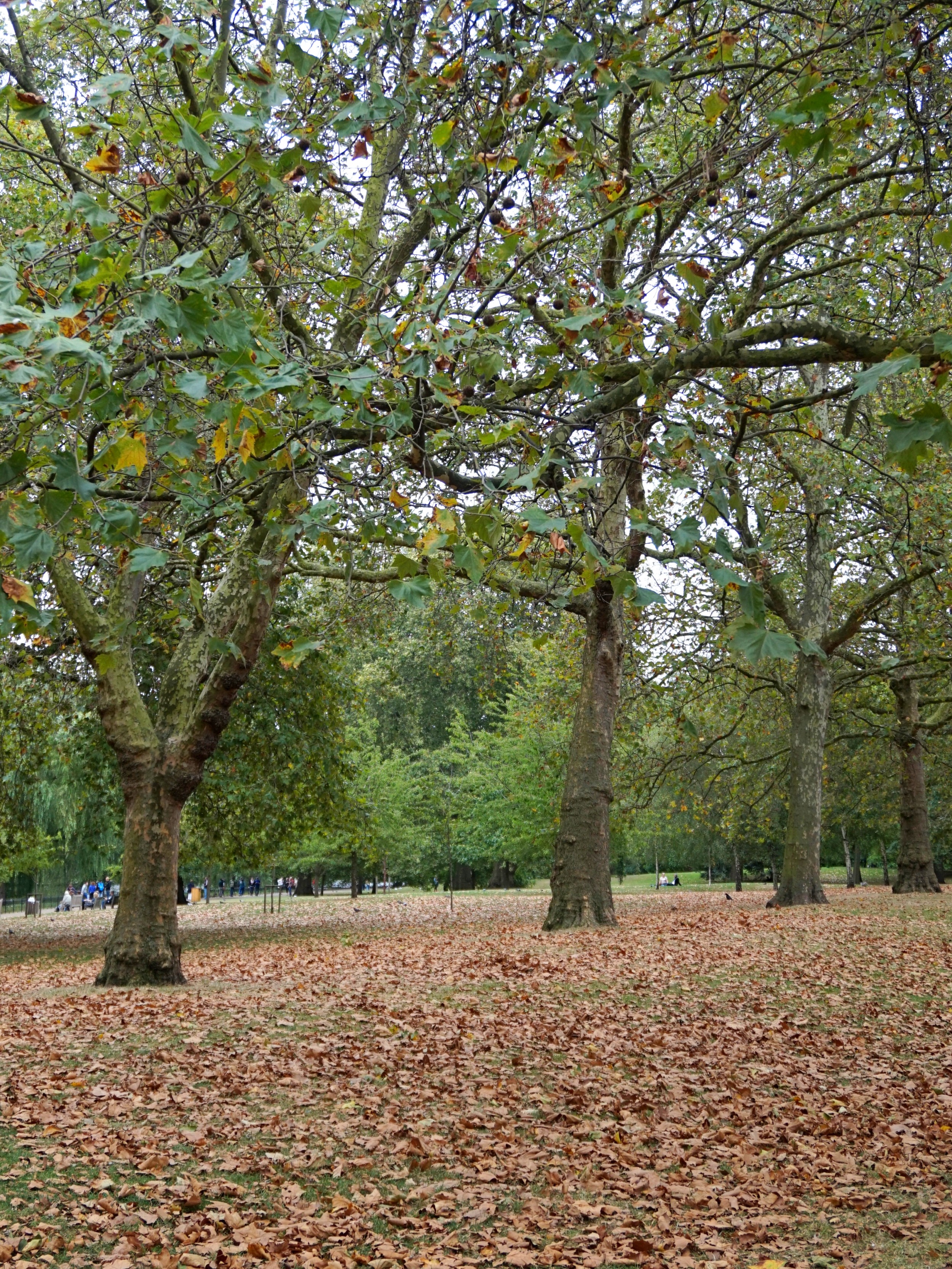 londres-sous-la-pluie-3