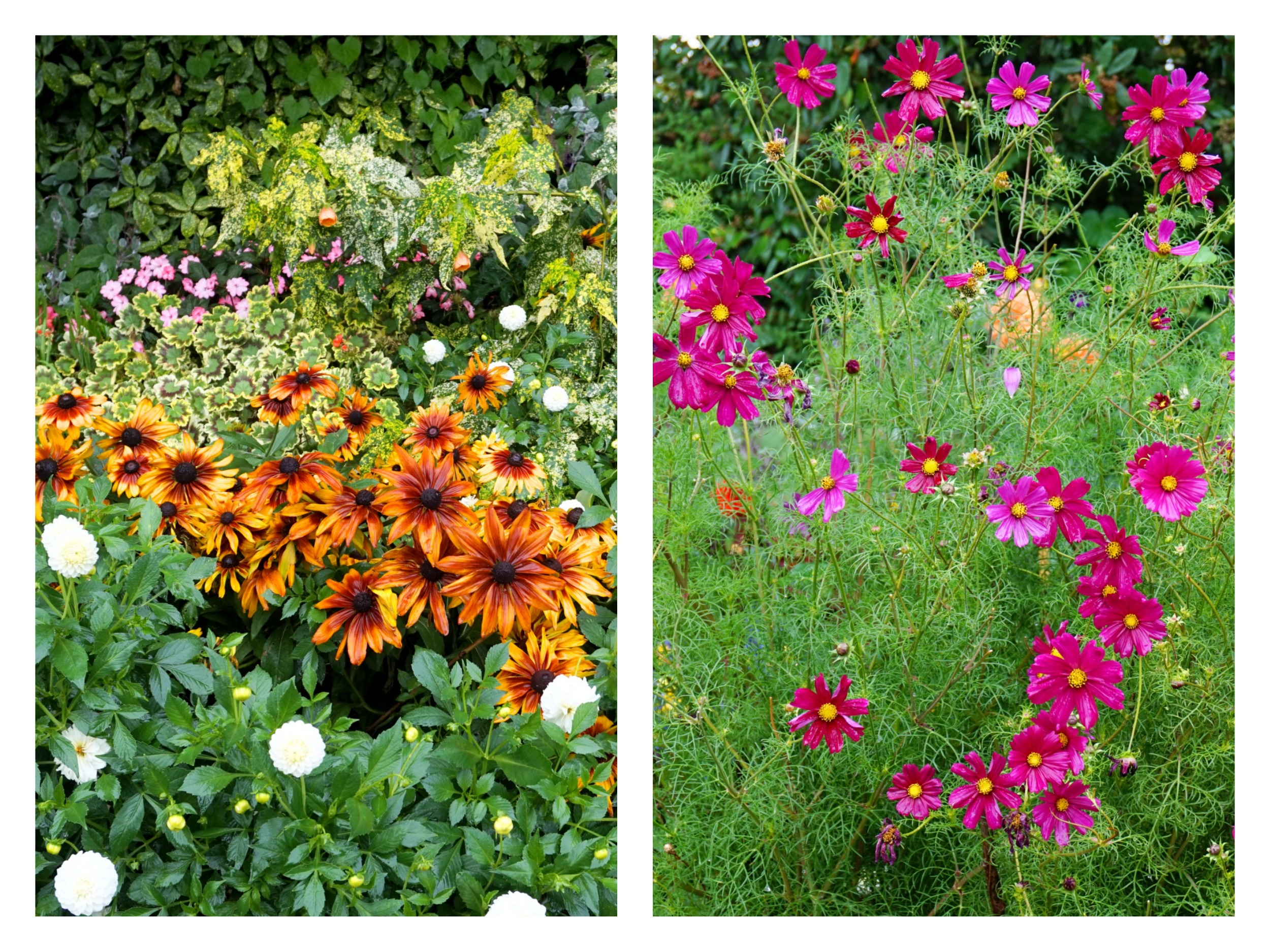 londres-sous-la-pluie-flowers