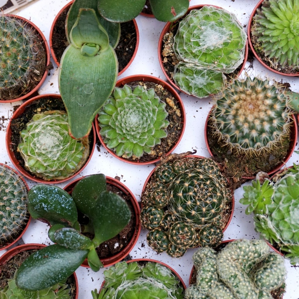 borough-market-cactus