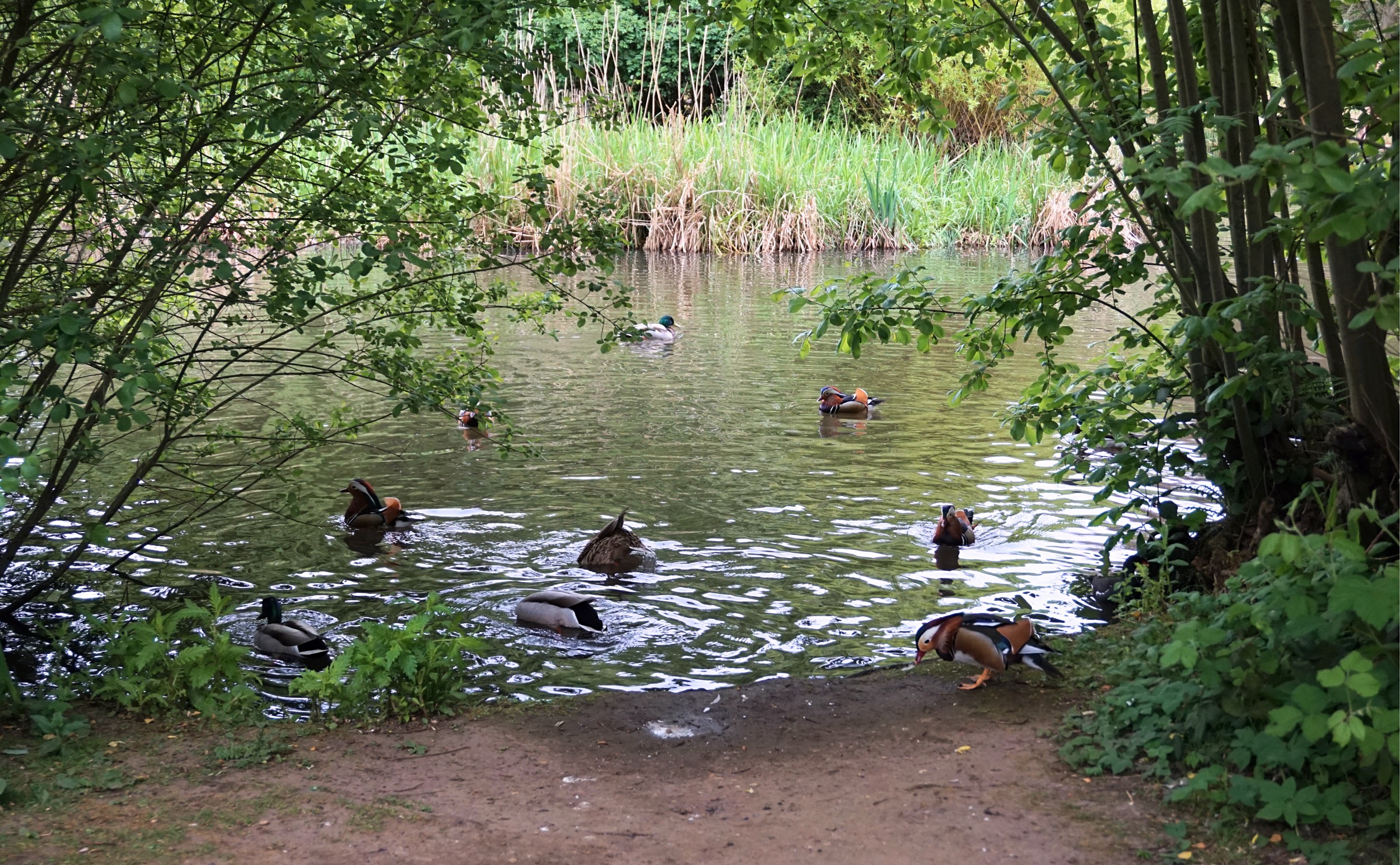 Isabella-Plantation-Londres-1