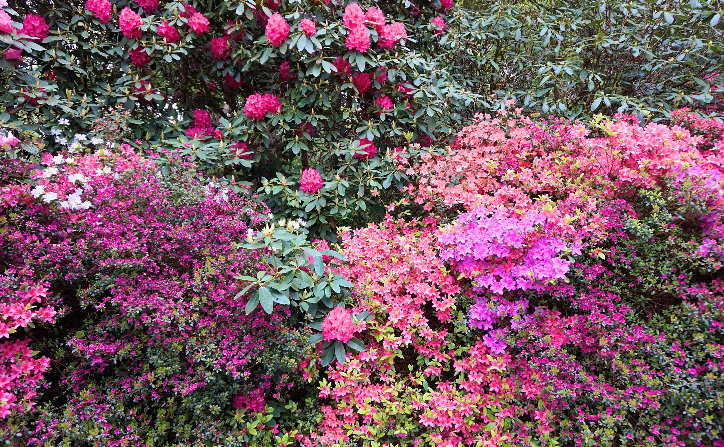 Isabella-Plantation-Londres-12