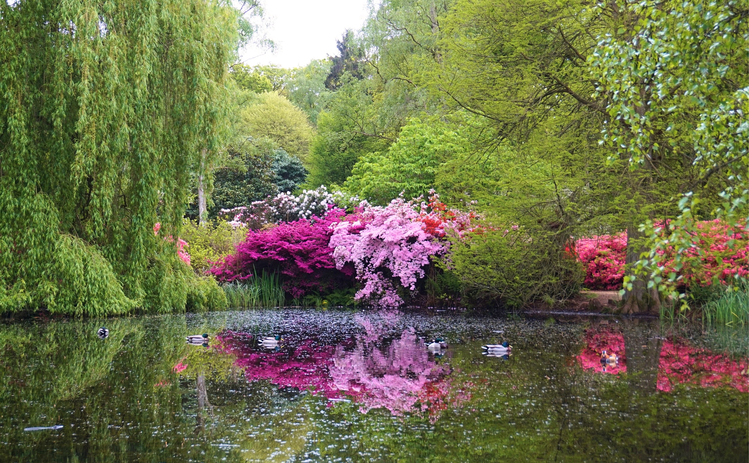 Isabella-Plantation-Londres-13