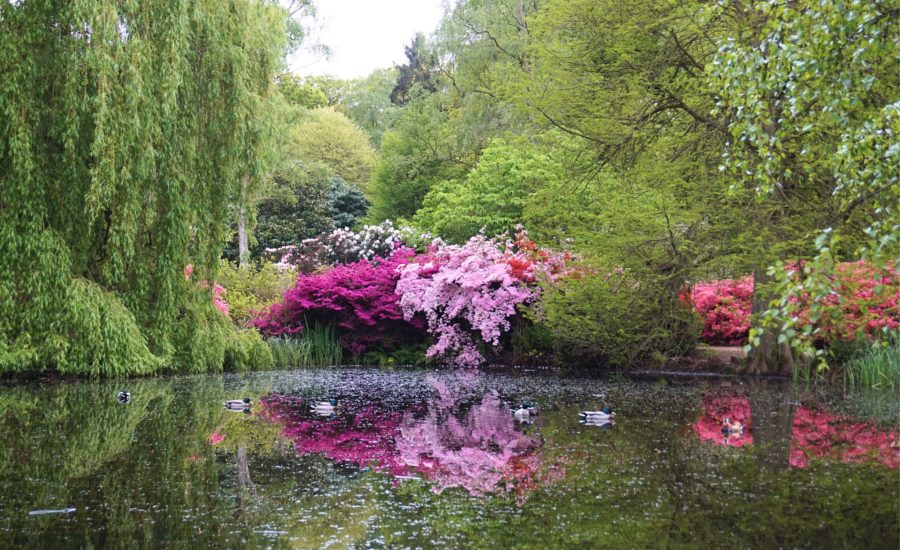 Isabella-Plantation-Londres-13 Isabella-Plantation-Londres-13