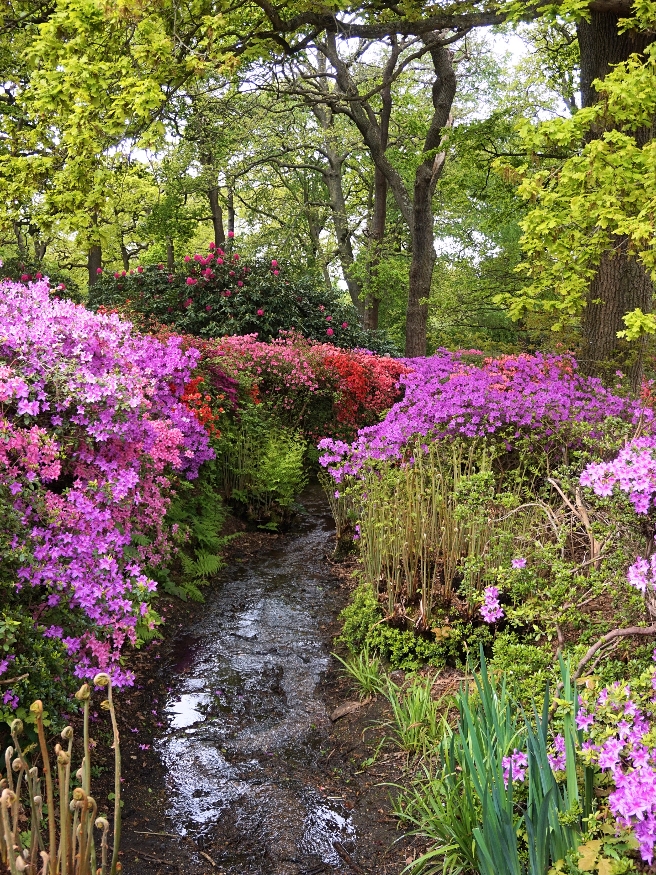 Isabella-Plantation-Londres-14