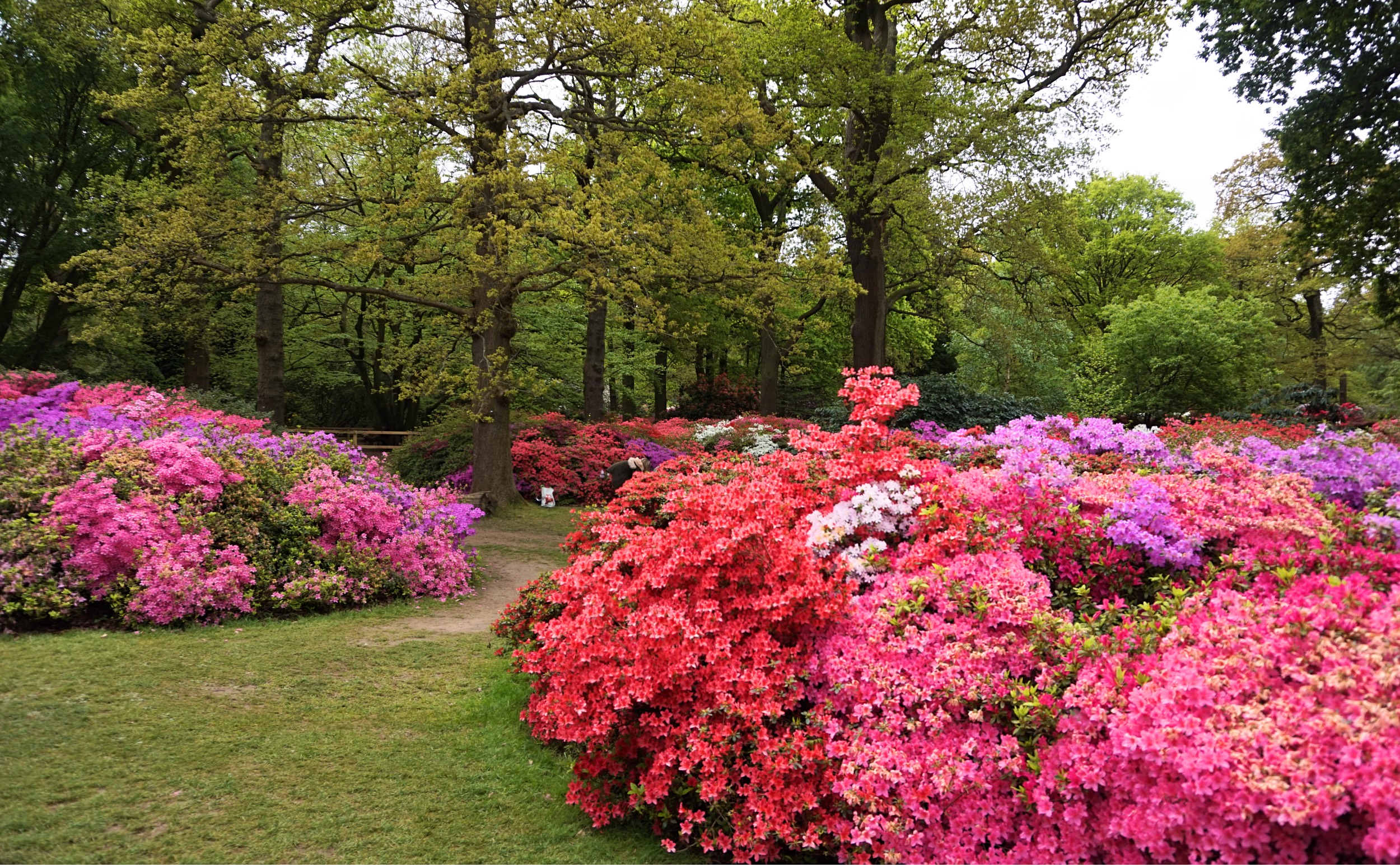 Isabella-Plantation-Londres-15