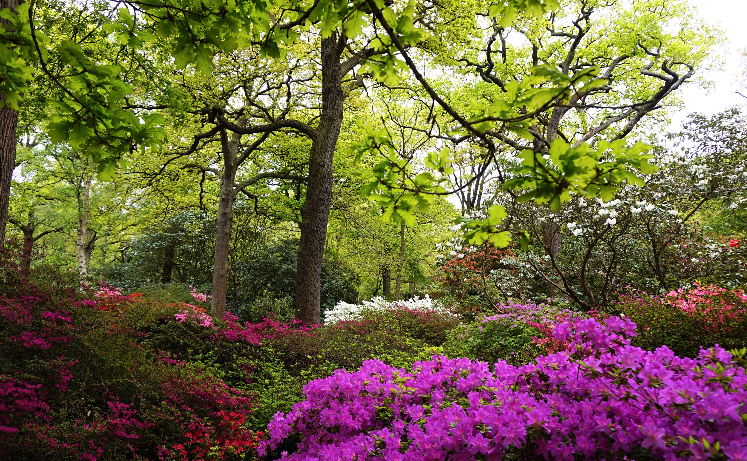 Isabella-Plantation-Londres-16