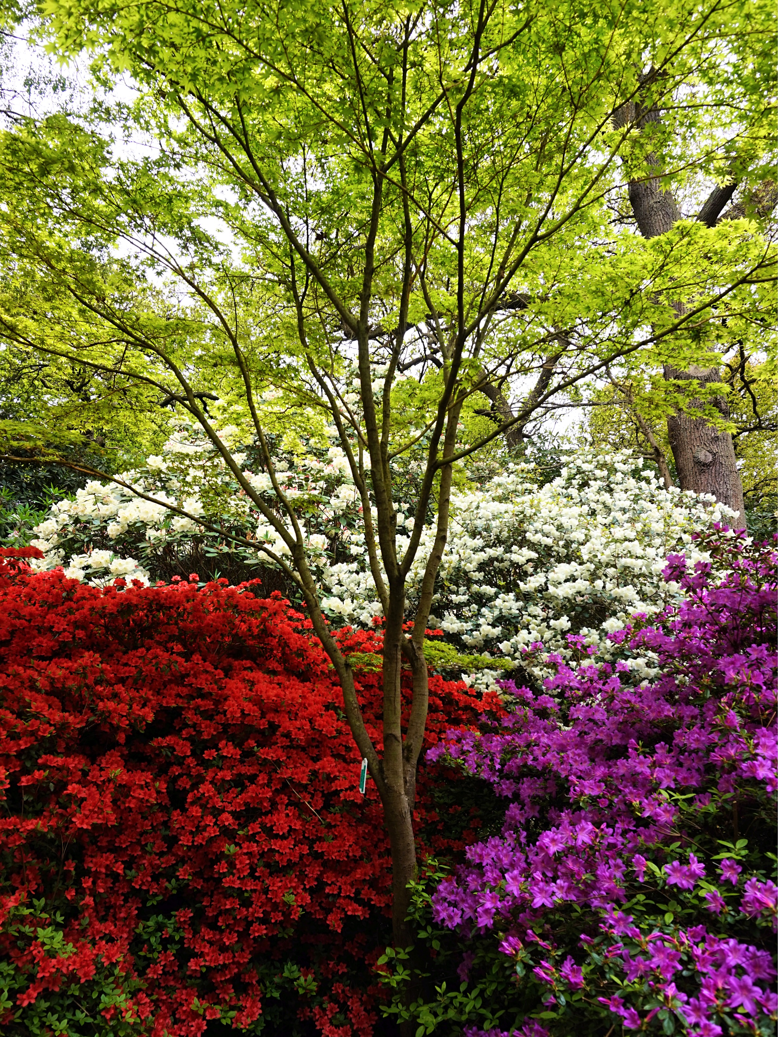 Isabella-Plantation-Londres-17