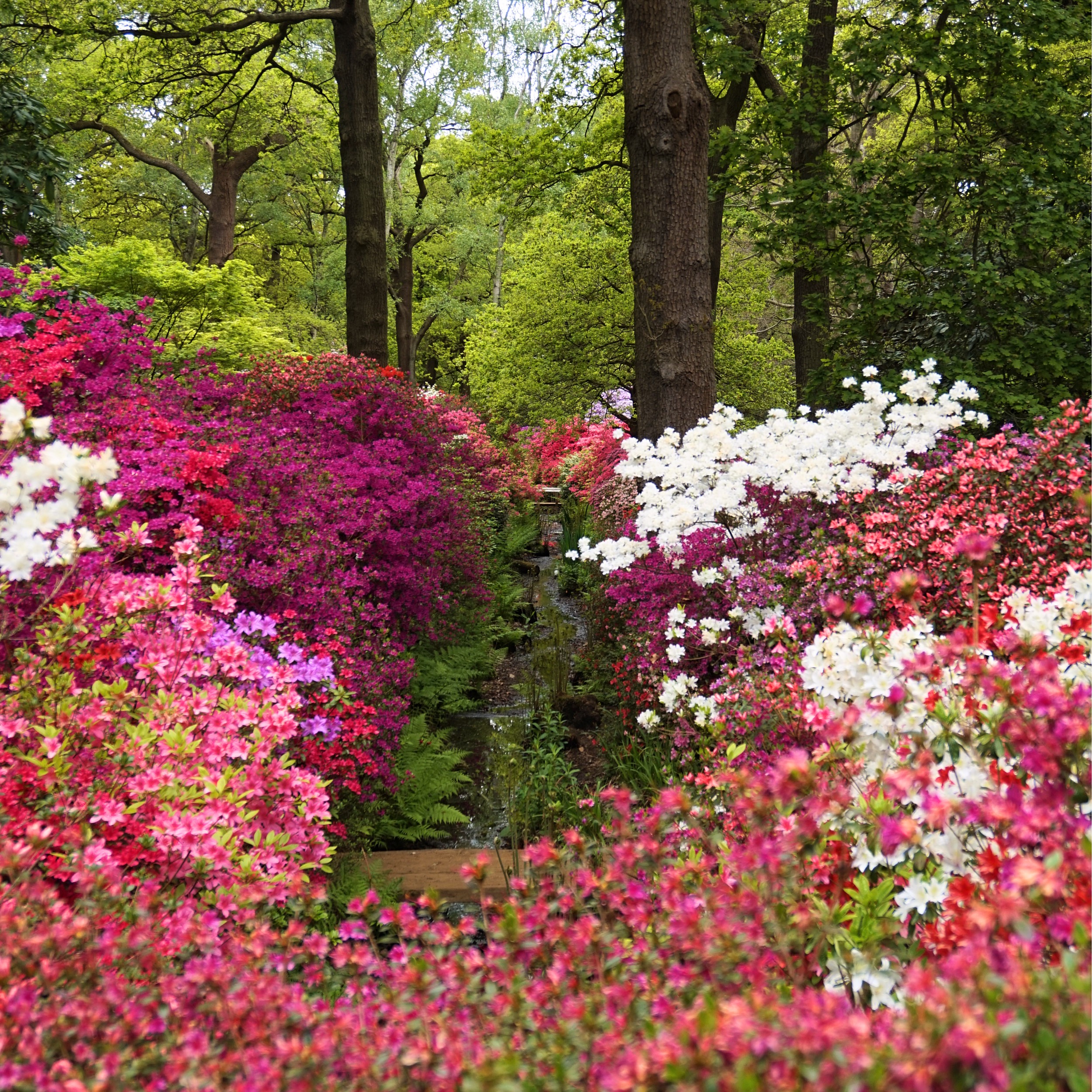 Isabella-Plantation-Londres-18