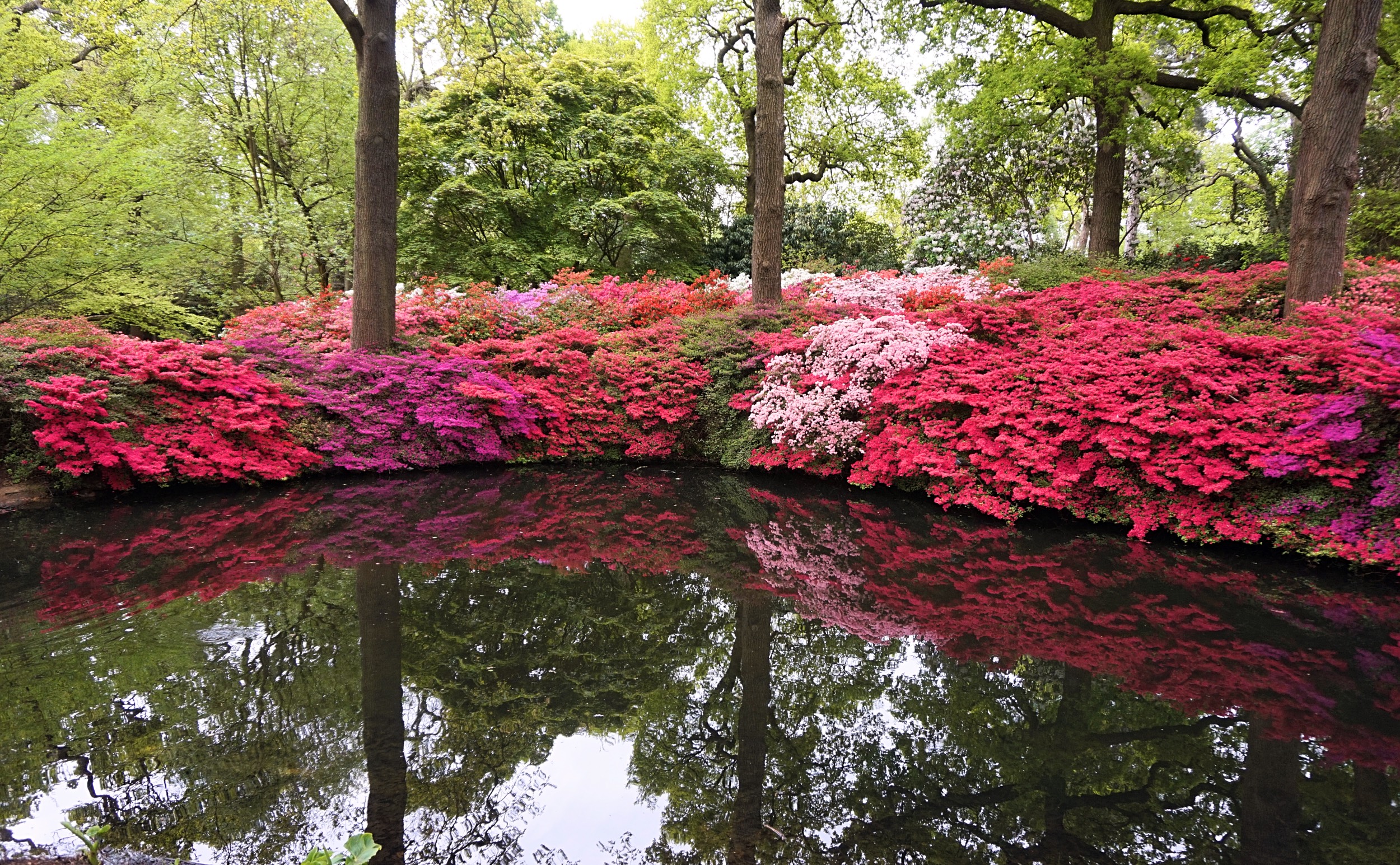 Isabella-Plantation-Londres-19