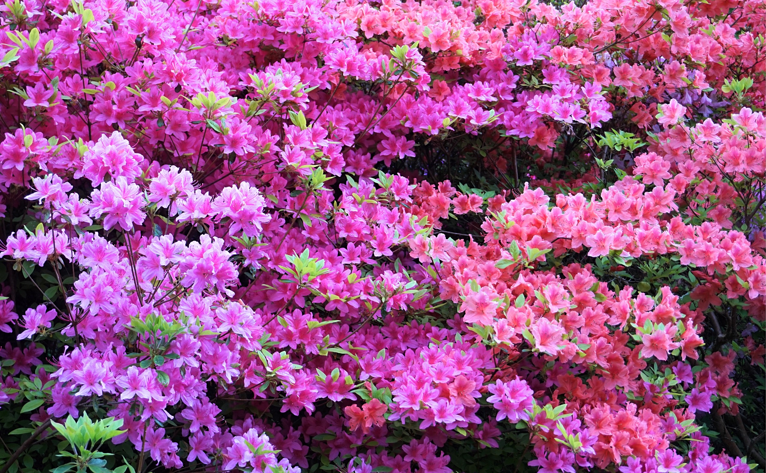 Isabella-Plantation-Londres-2