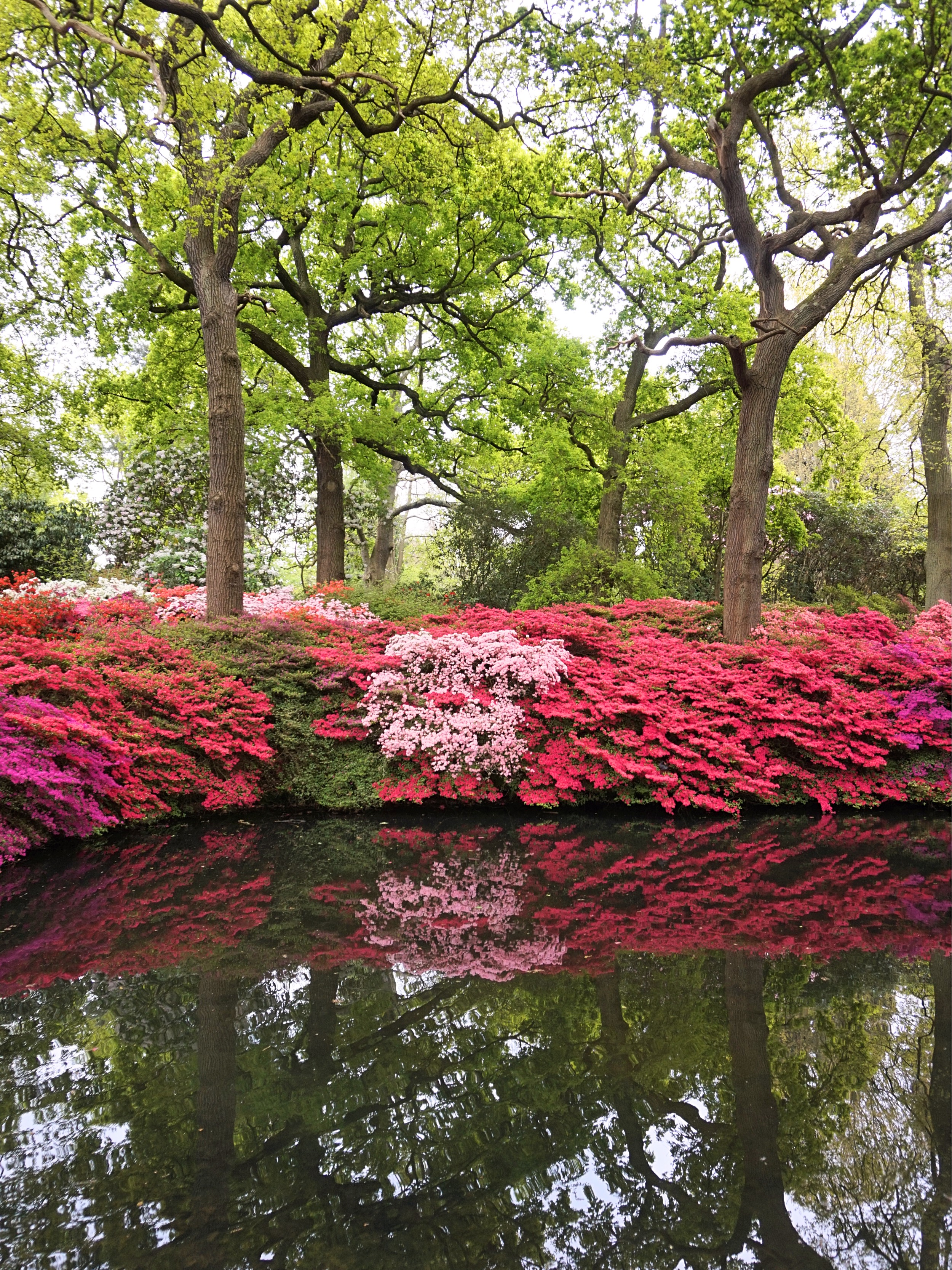 Isabella-Plantation-Londres-20