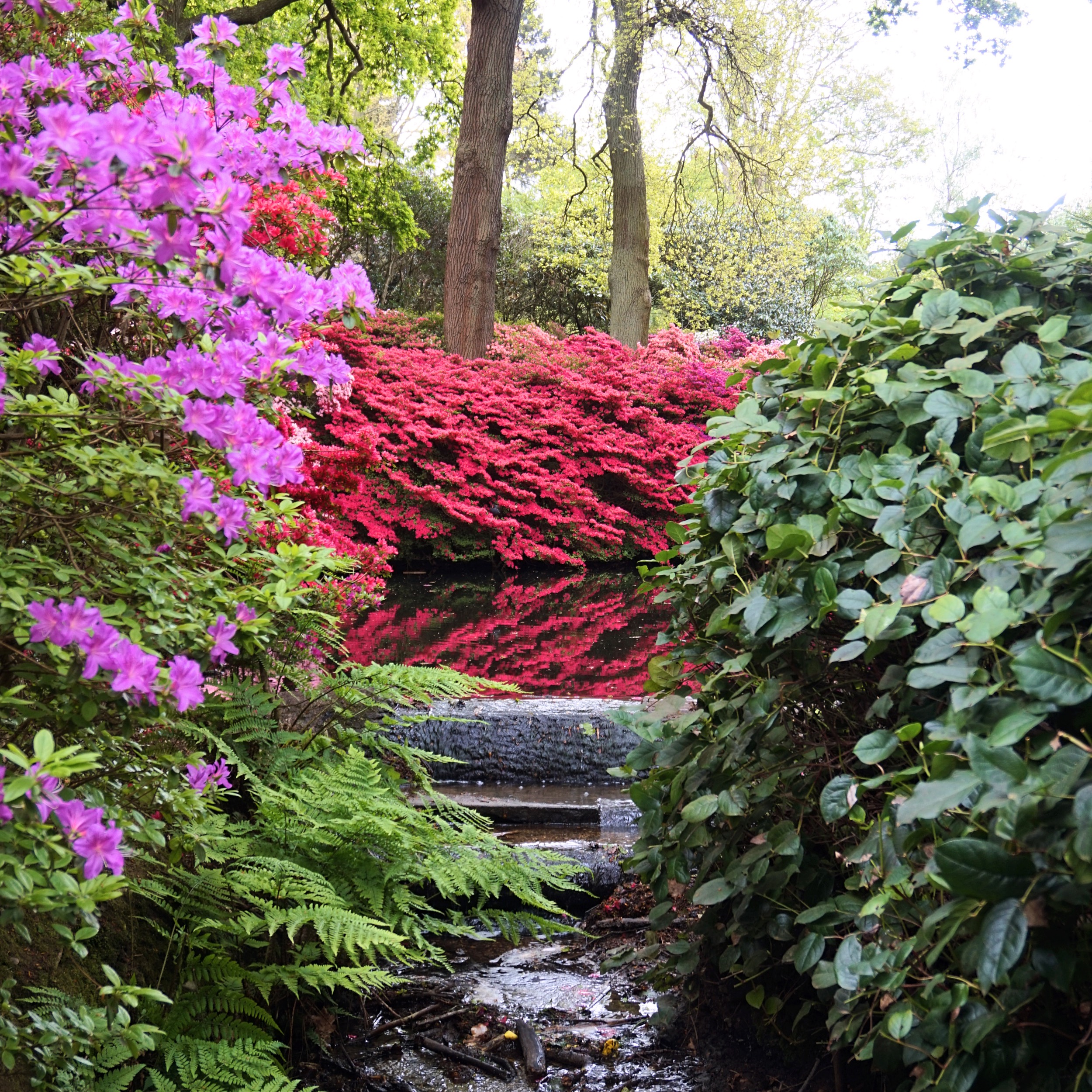 Isabella-Plantation-Londres-22