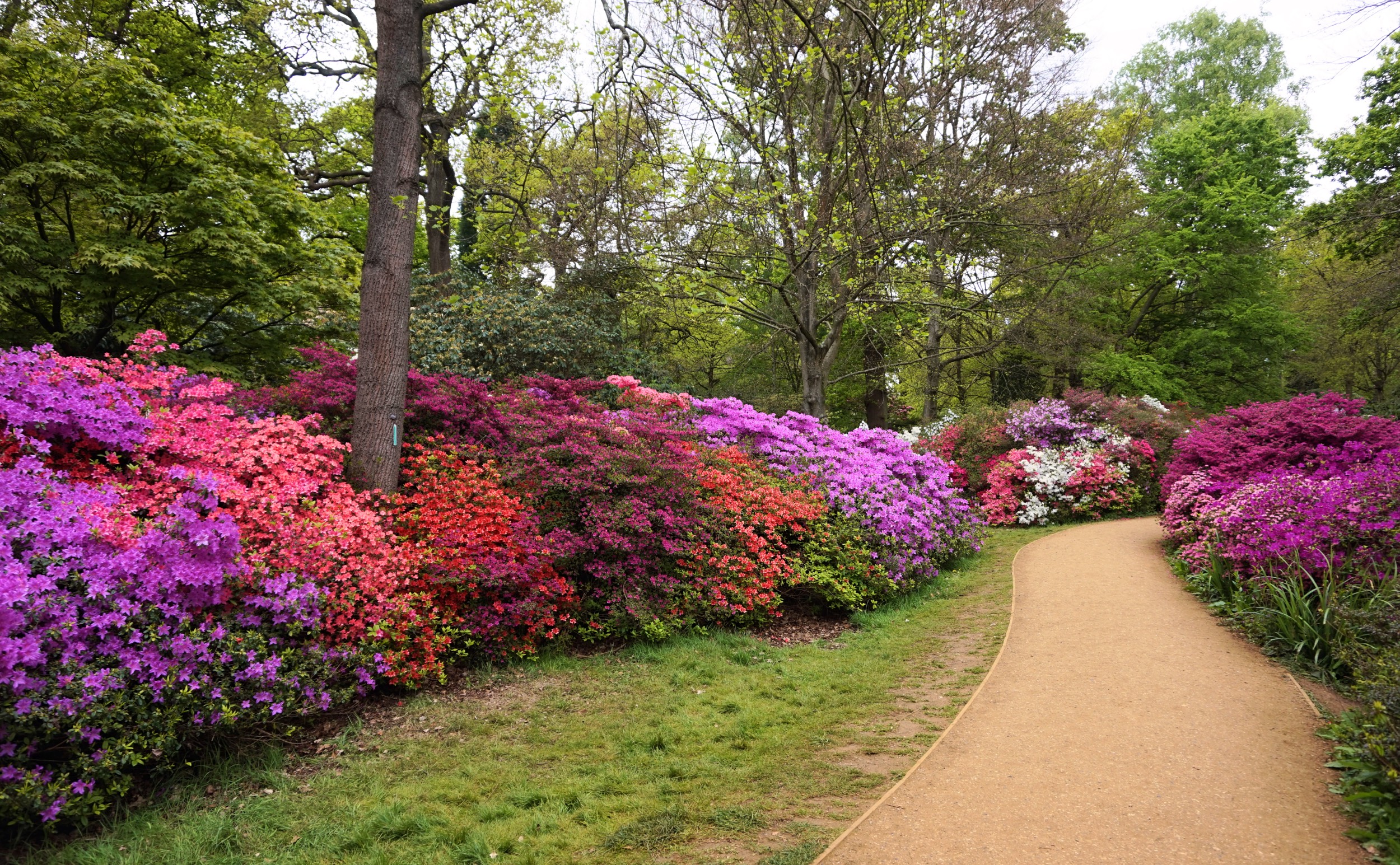 Isabella-Plantation-Londres-23