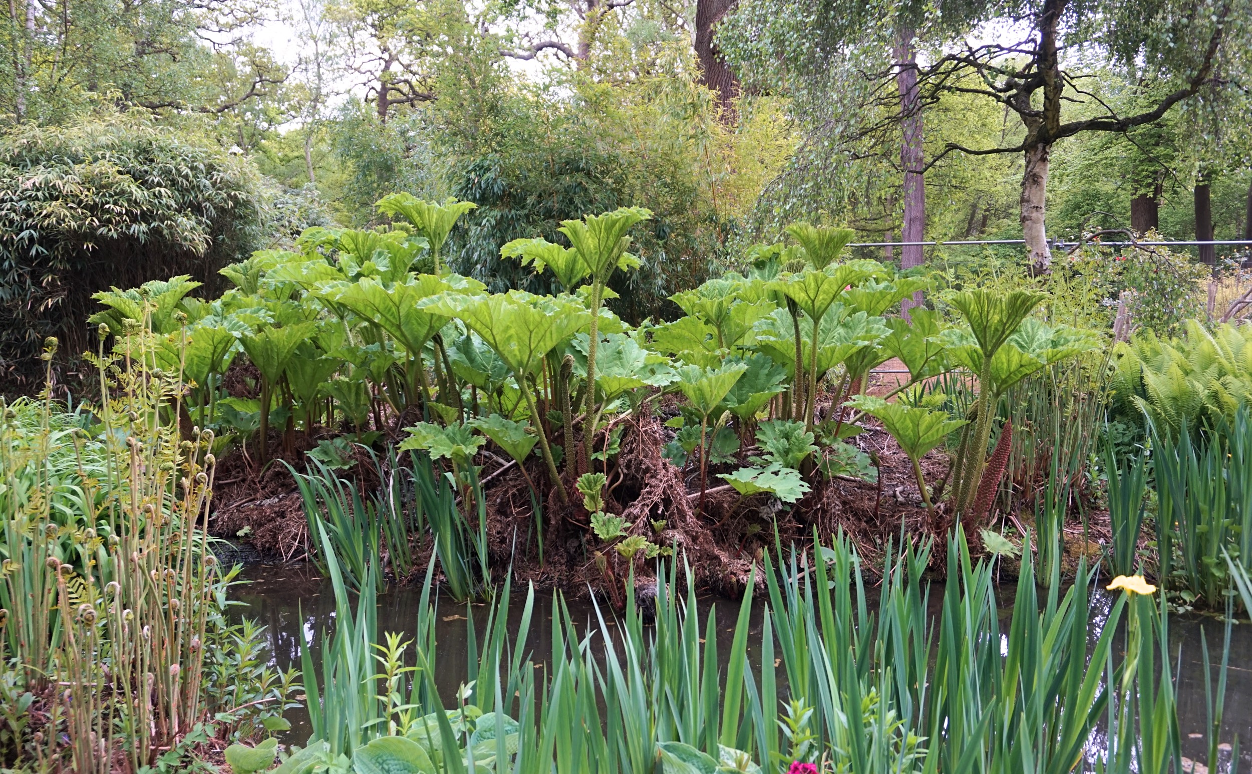 Isabella-Plantation-Londres-3