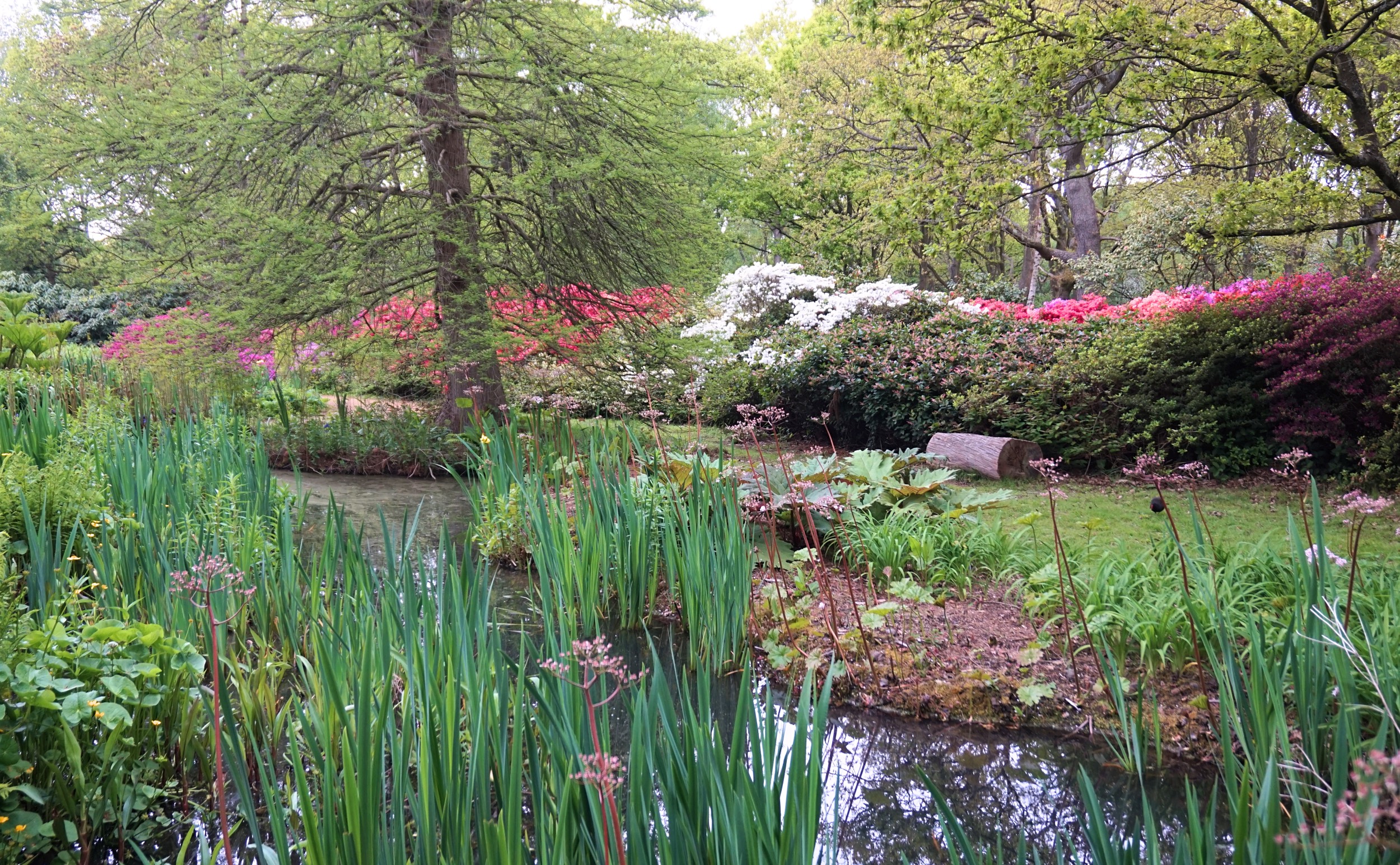 Isabella-Plantation-Londres-4