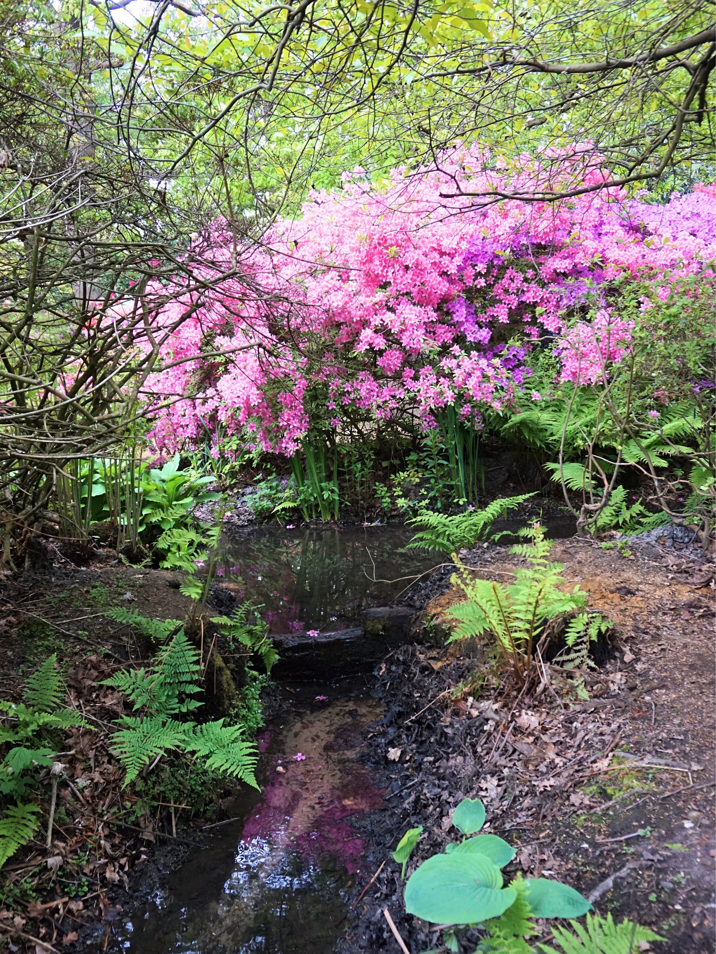 Isabella-Plantation-Londres-5