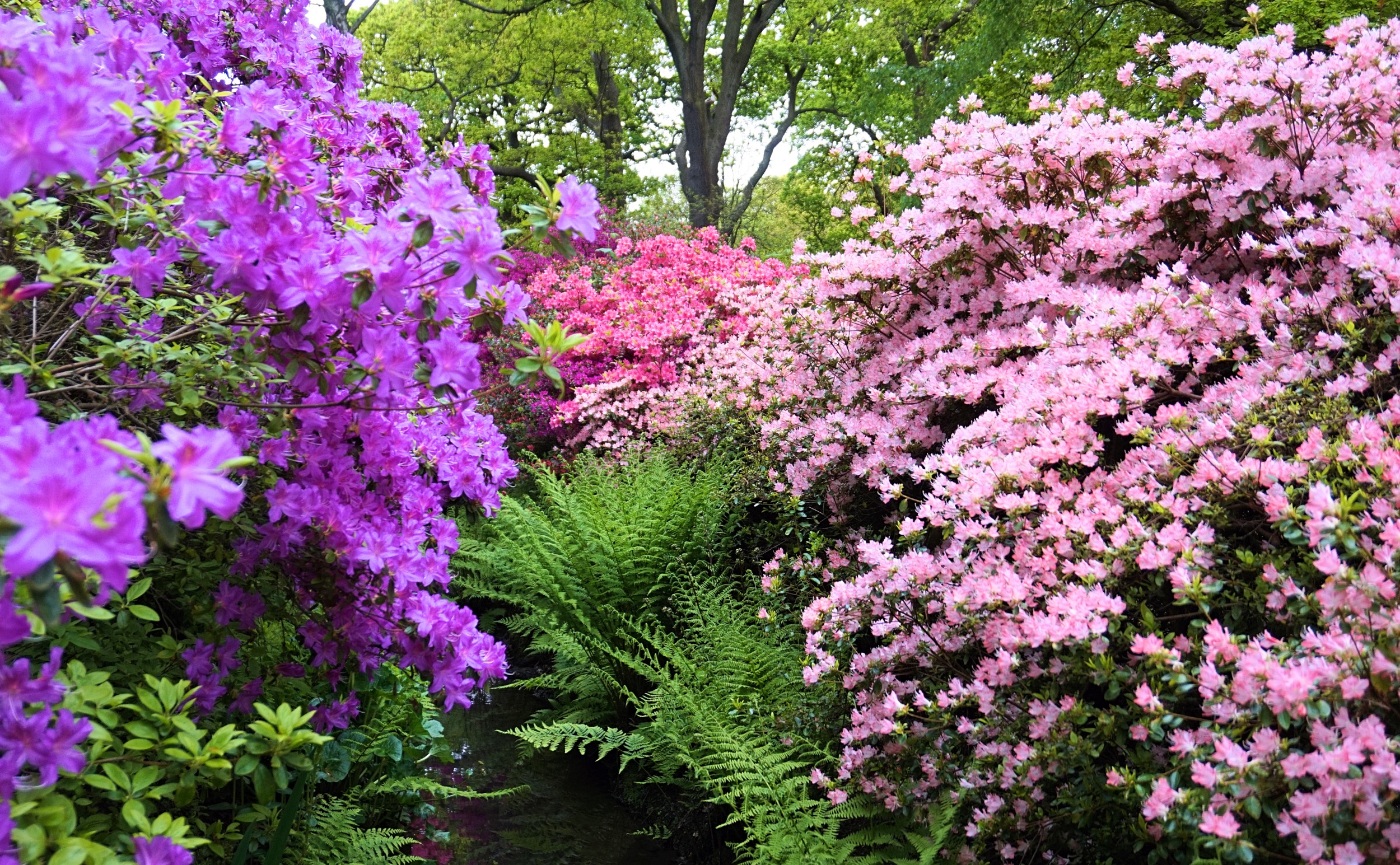 Isabella-Plantation-Londres-7