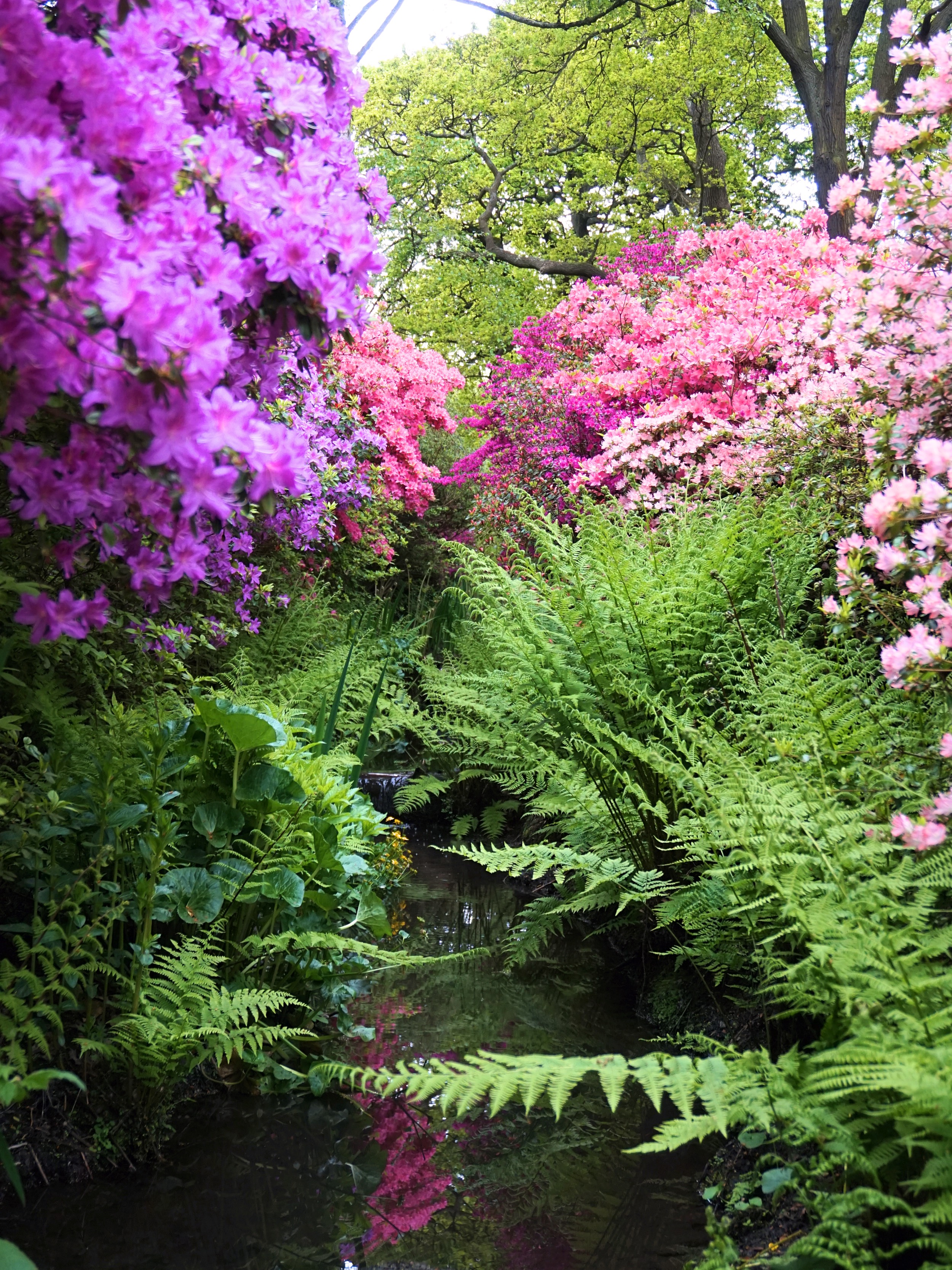 Isabella-Plantation-Londres-8