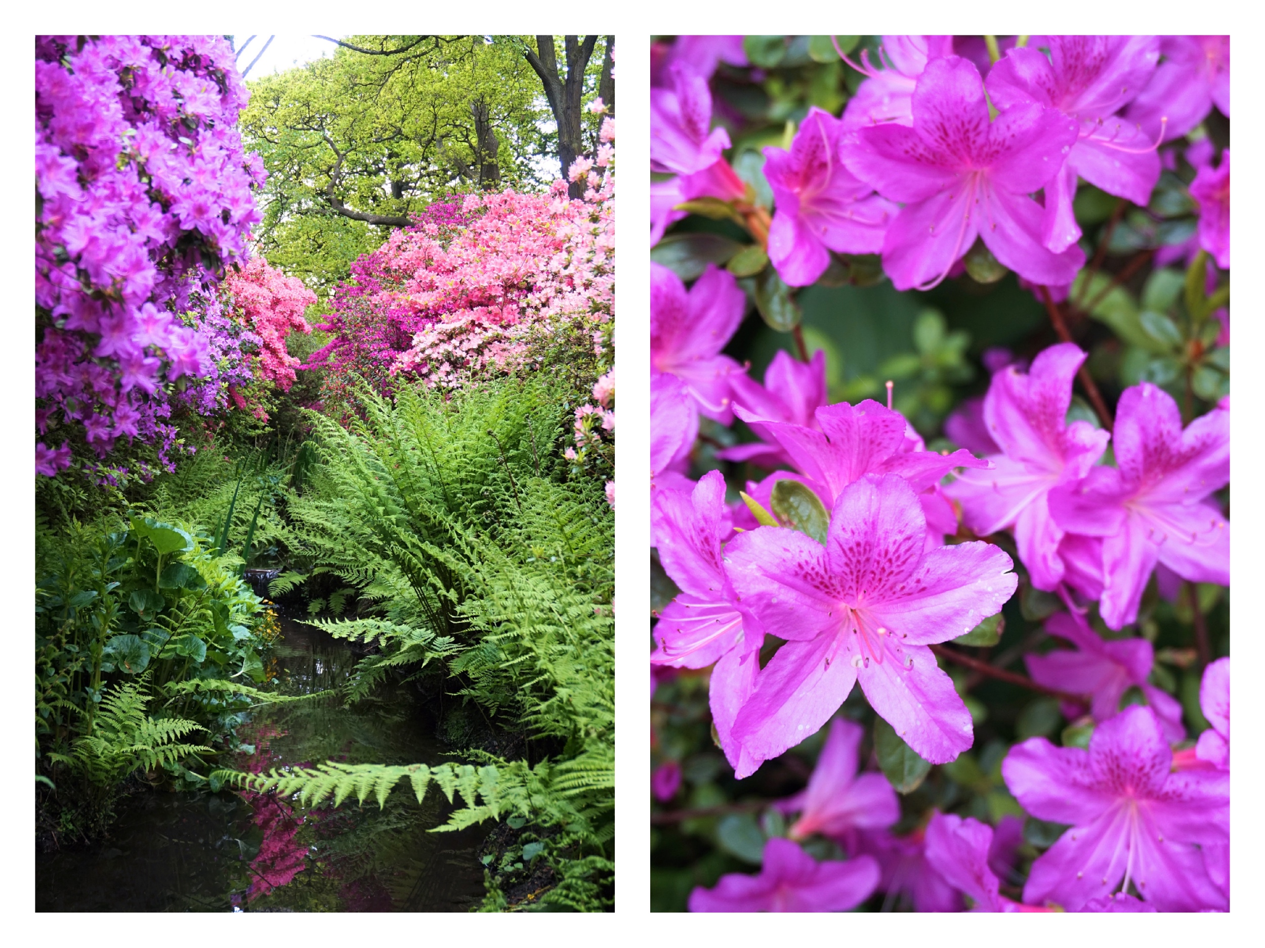 Isabella-Plantation-Londres-9bis