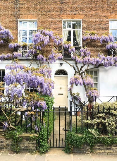 Wisteria 1 Wisteria 1