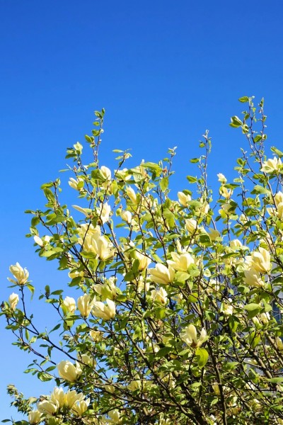 yellow magnolias