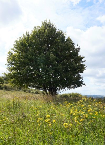 Ivinghoe-Beacon-Hike-16 Ivinghoe-Beacon-Hike-16