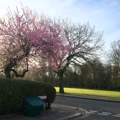 Arbre balham Arbre balham