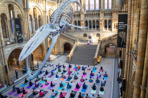Ou-faire-du-yoga-a-londres-NHM Ou-faire-du-yoga-a-londres-NHM