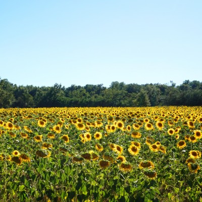 Tournesols Tournesols