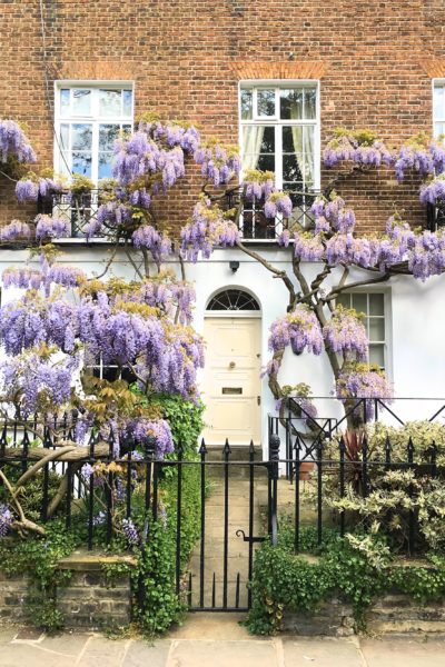 Wisteria 1 Wisteria 1